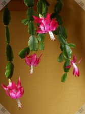 [Christmas Cactus with 4 flowers]