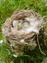 [Small bird's nest landed on lawn]